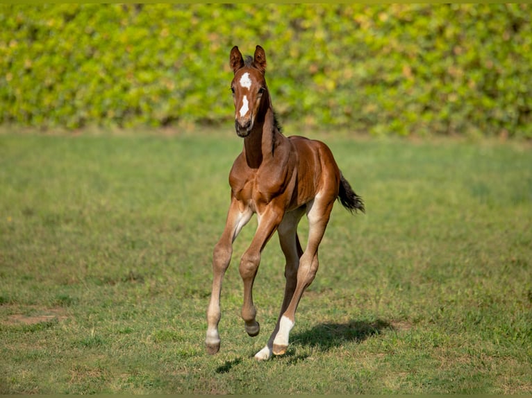KWPN Yegua 14 años 173 cm Castaño in Cardedeu