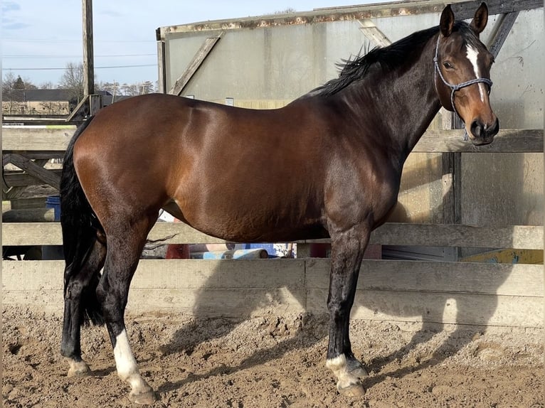 KWPN Yegua 14 años 175 cm Castaño in Wijchen
