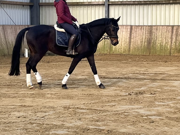 KWPN Yegua 15 años 163 cm Castaño in Goch