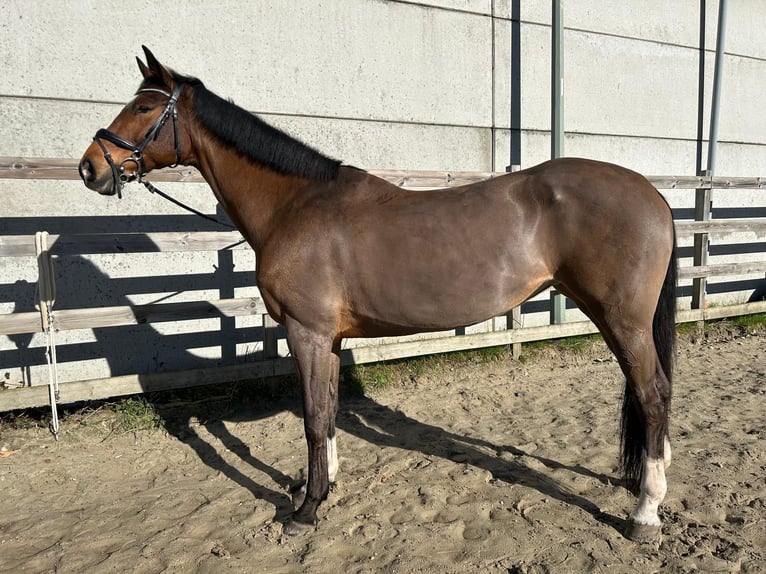 KWPN Yegua 15 años 163 cm Castaño in Zutendaal
