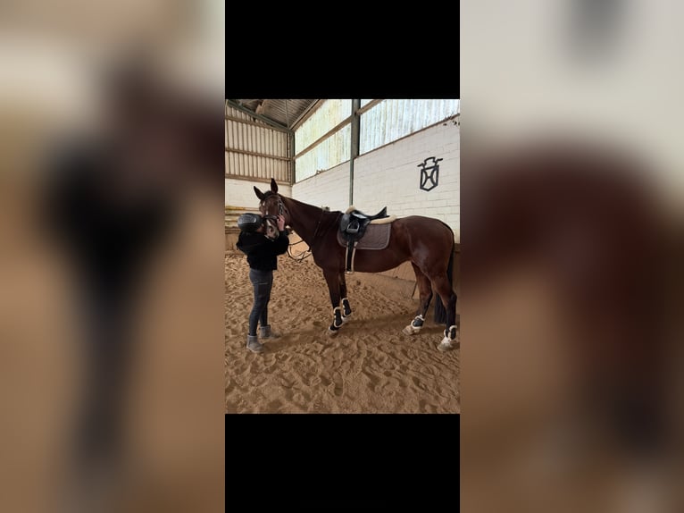 KWPN Yegua 15 años 163 cm Castaño oscuro in Alsdorf6