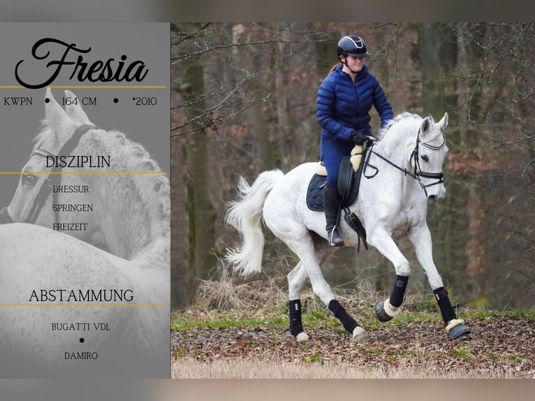 KWPN Yegua 15 años 164 cm Tordo in Nettersheim