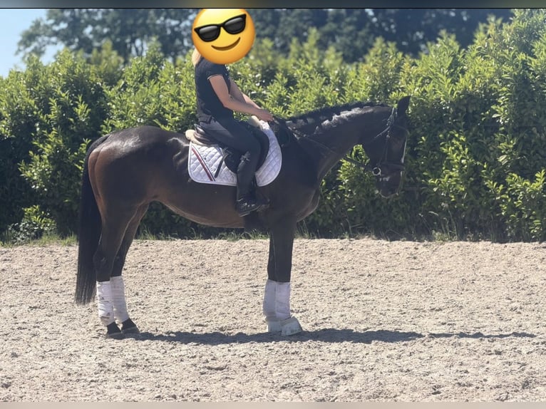 KWPN Yegua 15 años 167 cm Castaño oscuro in Weert