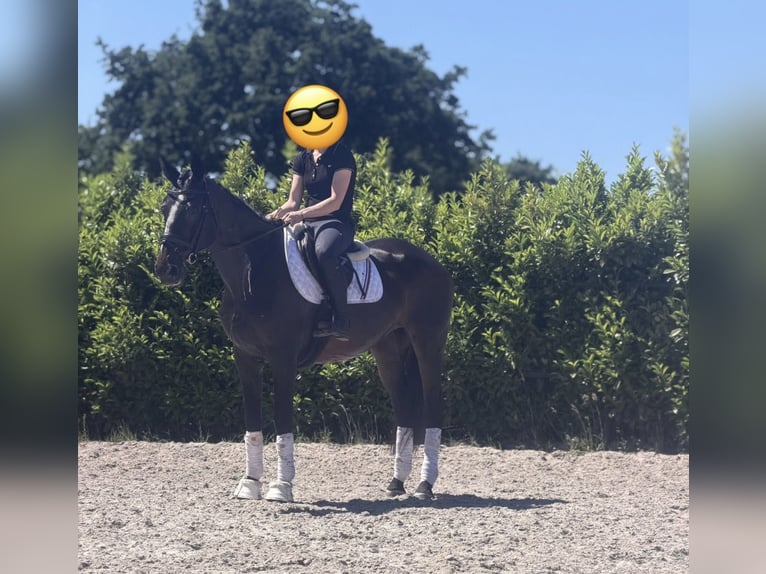 KWPN Yegua 15 años 167 cm Castaño oscuro in Weert
