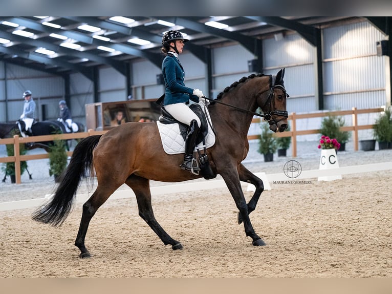 KWPN Yegua 15 años 167 cm Castaño oscuro in Oisterwijk