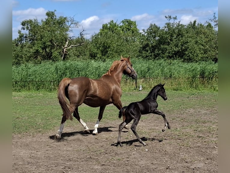 KWPN Yegua 15 años 168 cm Alazán in Schoonrewoerd