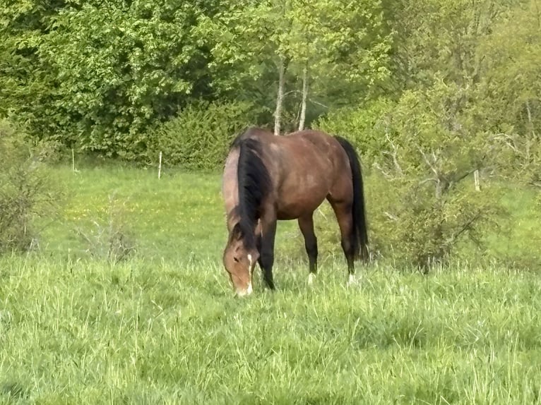 KWPN Yegua 15 años 168 cm Castaño in Heistenbach