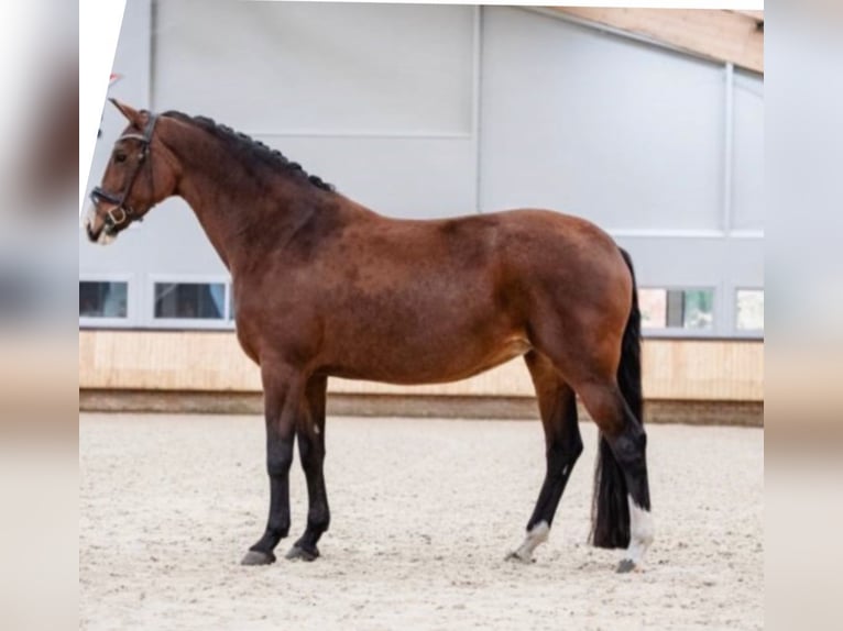KWPN Yegua 16 años 166 cm Castaño in Kalmthout