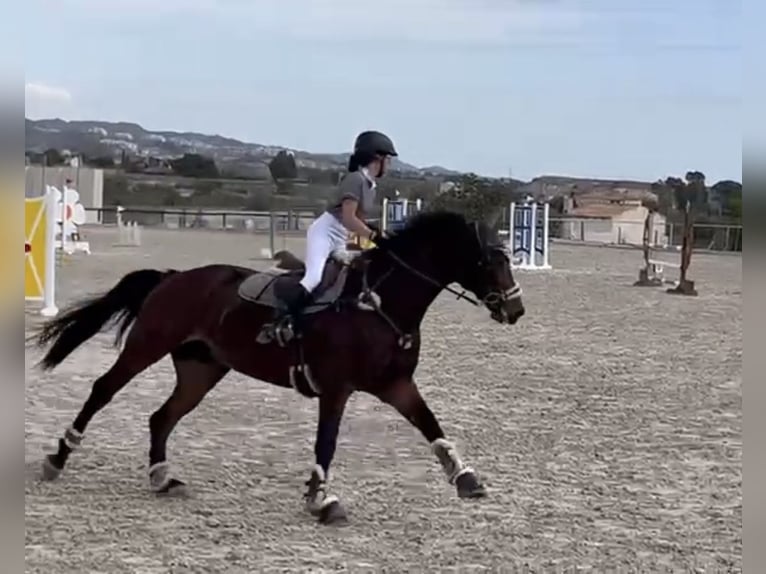 KWPN Mestizo Yegua 16 años 168 cm Castaño in Valverde Bajo