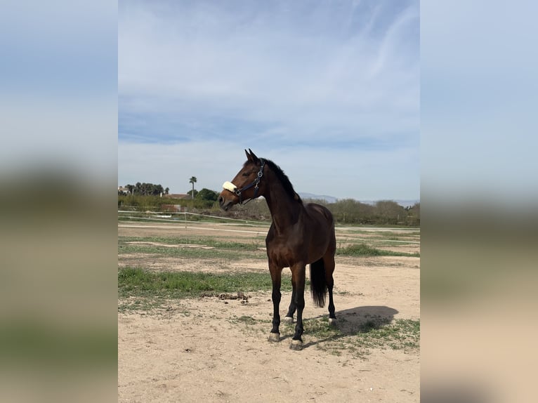 KWPN Mestizo Yegua 16 años 168 cm Castaño in Valverde Bajo