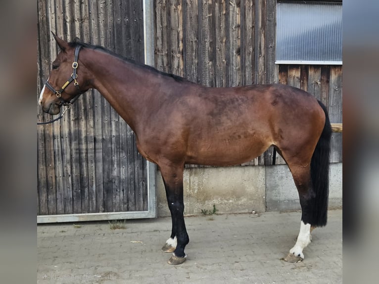 KWPN Yegua 16 años 174 cm Castaño in Pforzheim