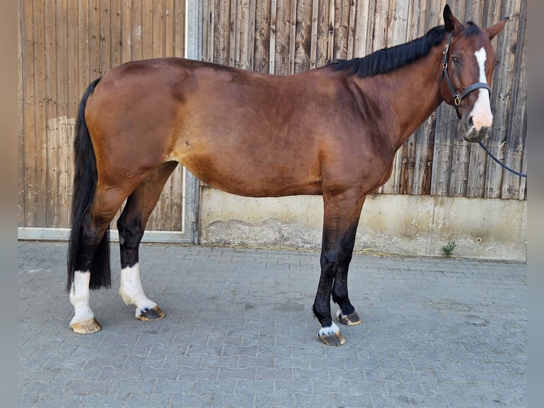 KWPN Yegua 16 años 174 cm Castaño in Pforzheim