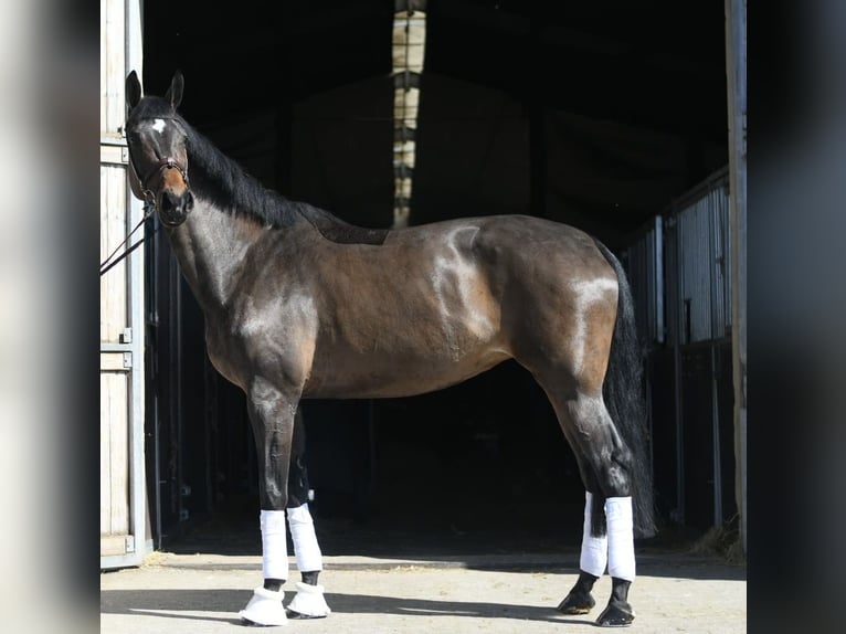 KWPN Yegua 16 años 178 cm Castaño oscuro in Geilenkirchen