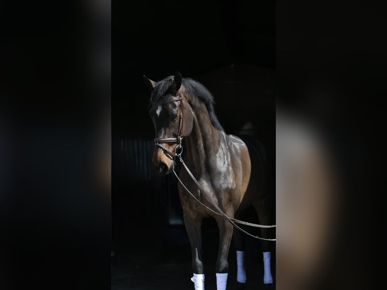 KWPN Yegua 16 años 178 cm Castaño oscuro in Geilenkirchen