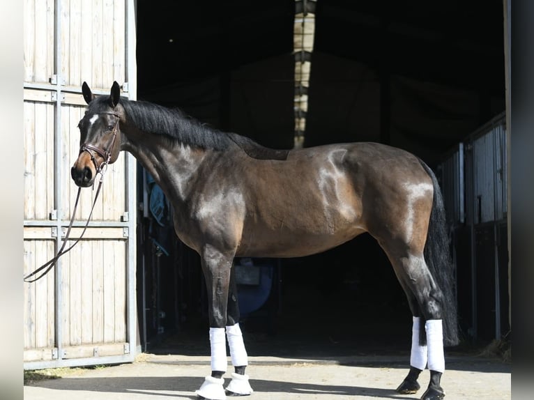KWPN Yegua 16 años 178 cm Castaño oscuro in Geilenkirchen
