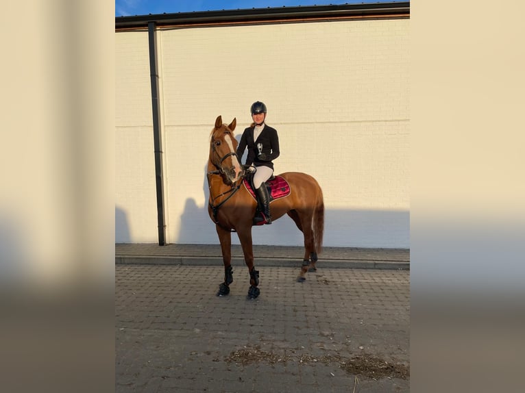 KWPN Yegua 17 años 155 cm Alazán in Kasterlee