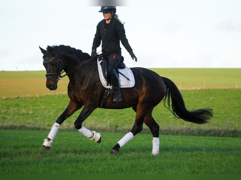 KWPN Yegua 17 años 160 cm Castaño oscuro in Nettersheim