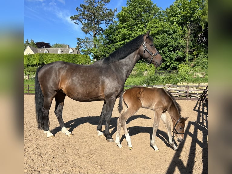 KWPN Yegua 17 años 163 cm Castaño rojizo in Gloucestershire