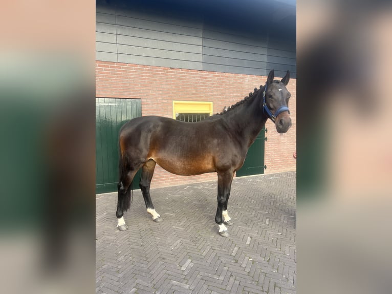 KWPN Yegua 17 años 164 cm Castaño oscuro in Bocholt