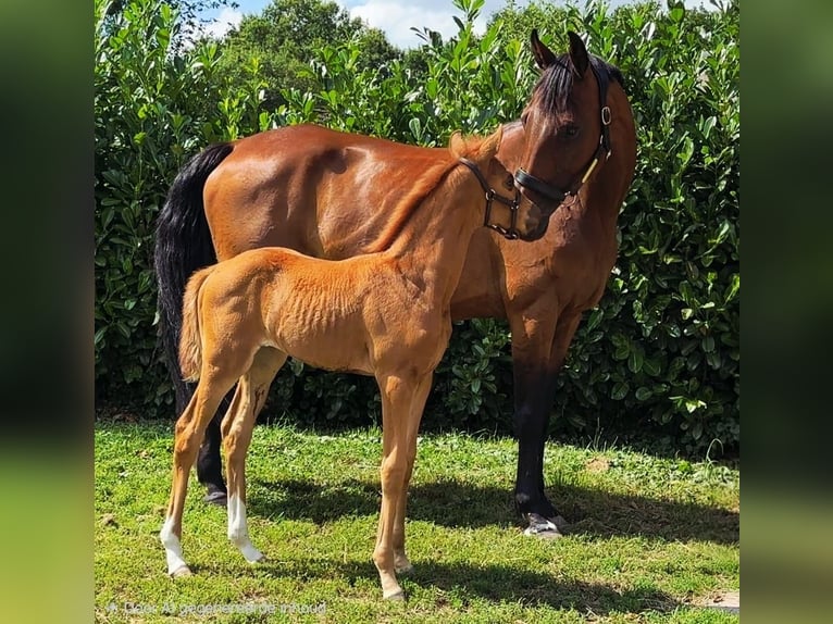 KWPN Yegua 17 años 167 cm Castaño in Zuidlaren