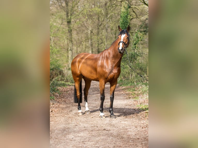KWPN Yegua 17 años 168 cm Castaño in Gelsenkirchen