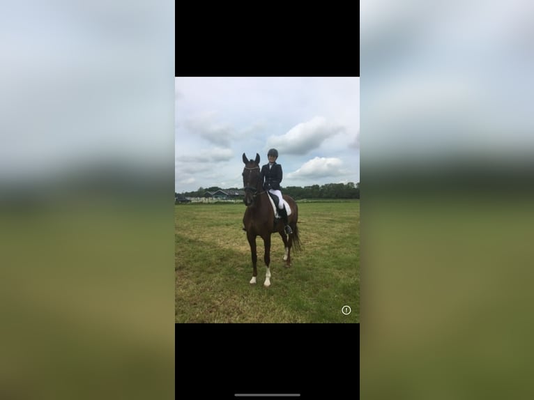 KWPN Yegua 17 años 170 cm Alazán-tostado in Luttelgeest
