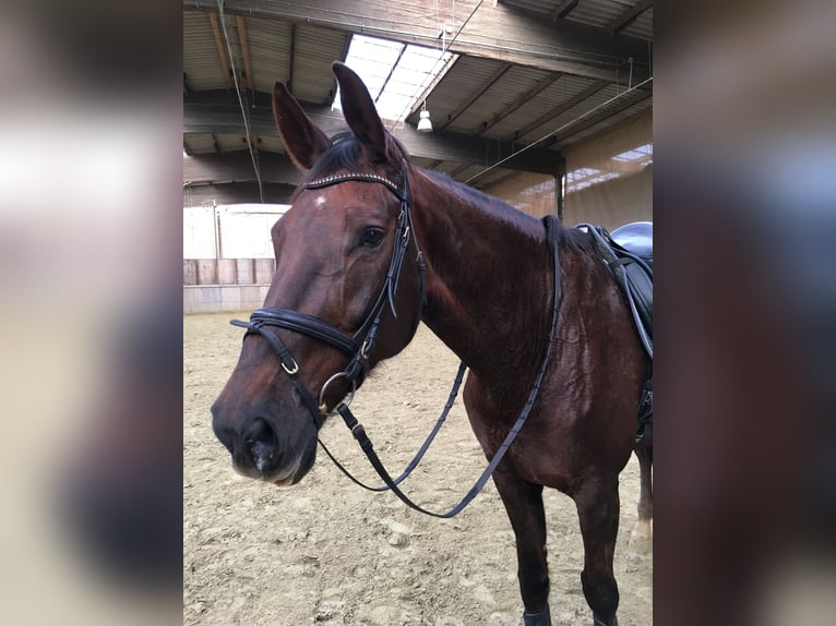 KWPN Yegua 19 años 180 cm Alazán-tostado in Lengerich