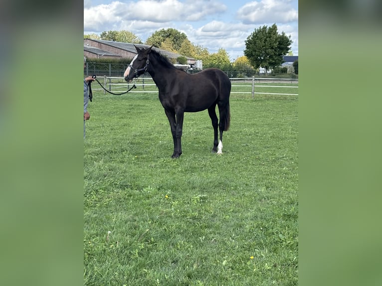 KWPN Yegua 1 año 170 cm Alazán-tostado in Maasbree