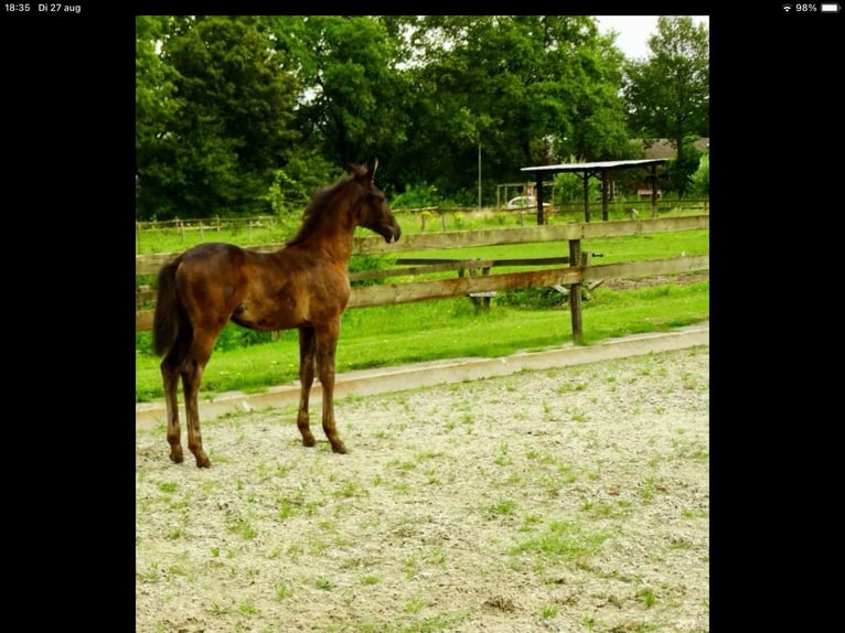 KWPN Yegua 1 año 170 cm Castaño oscuro in Maasbree