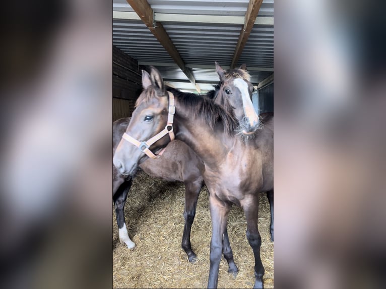 KWPN Yegua 1 año 170 cm Castaño oscuro in Maasbree