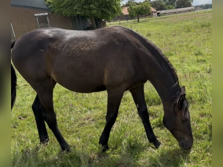 KWPN Yegua 1 año 170 cm Castaño oscuro in Maasbree