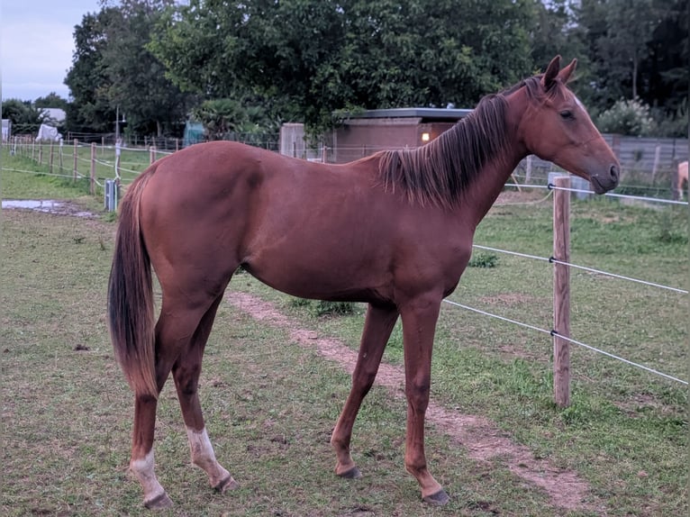 KWPN Yegua 1 año 172 cm Alazán in Einighausen
