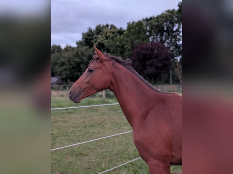 KWPN Yegua 1 año 172 cm Alazán in Einighausen