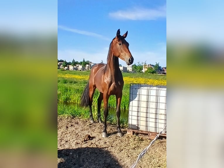 KWPN Yegua 1 año  in Leerdam