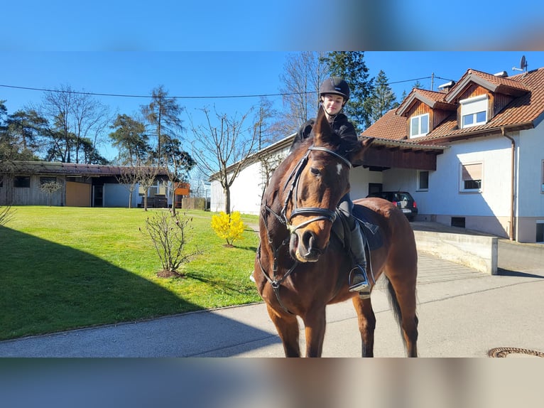 KWPN Yegua 20 años 156 cm Castaño in Obersch&#xF6;negg
