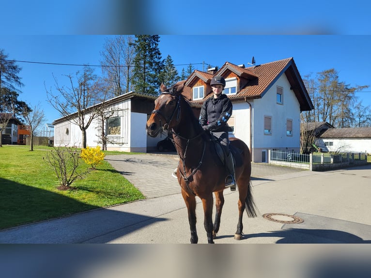 KWPN Yegua 20 años 156 cm Castaño in Obersch&#xF6;negg