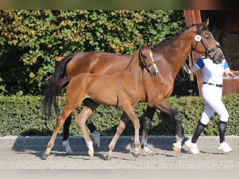 KWPN Yegua 20 años 170 cm Castaño in Nistelrode