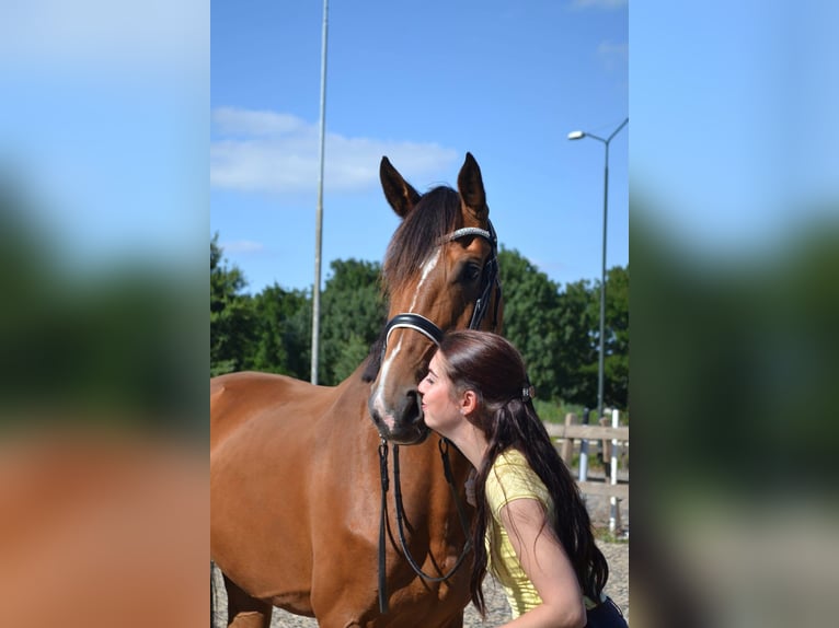 KWPN Yegua 20 años 170 cm Castaño in Nistelrode