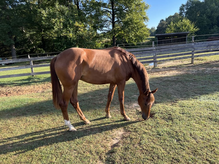 KWPN Yegua 2 años 157 cm Alazán-tostado in Inman, SC