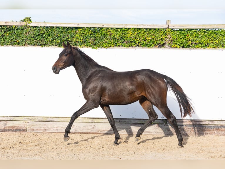 KWPN Yegua 2 años 159 cm Castaño oscuro in Waddinxveen