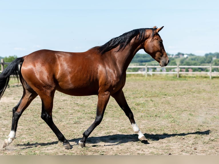 KWPN Yegua 2 años 161 cm Castaño oscuro in Lierde