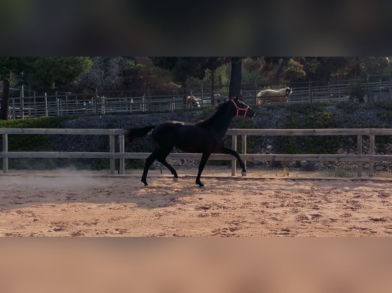 KWPN Yegua 2 años 162 cm Negro in Naquera