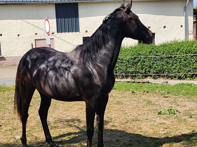 KWPN Yegua 2 años 165 cm Castaño oscuro in Berkoth