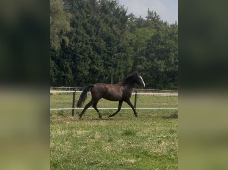 KWPN Yegua 2 años 166 cm Castaño oscuro in Maasbree