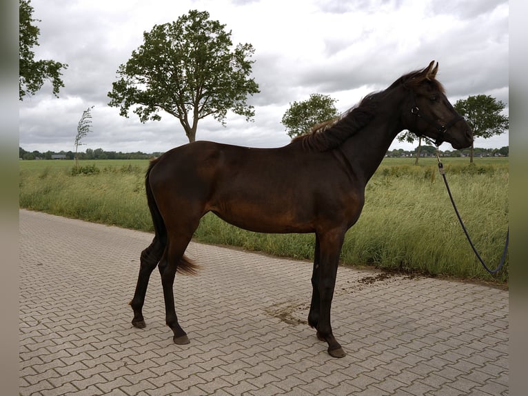 KWPN Yegua 2 años 170 cm Negro in Emmer-Compascuum