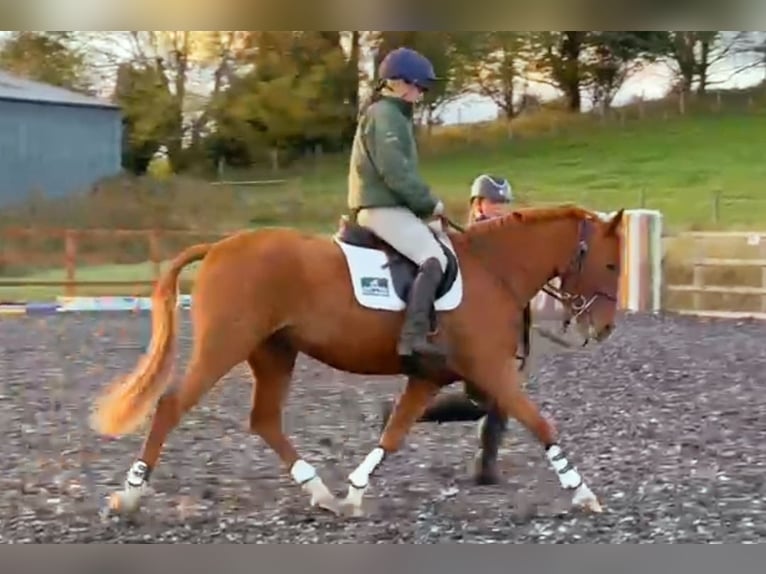 KWPN Mestizo Yegua 3 años 142 cm Alazán-tostado in Stirling