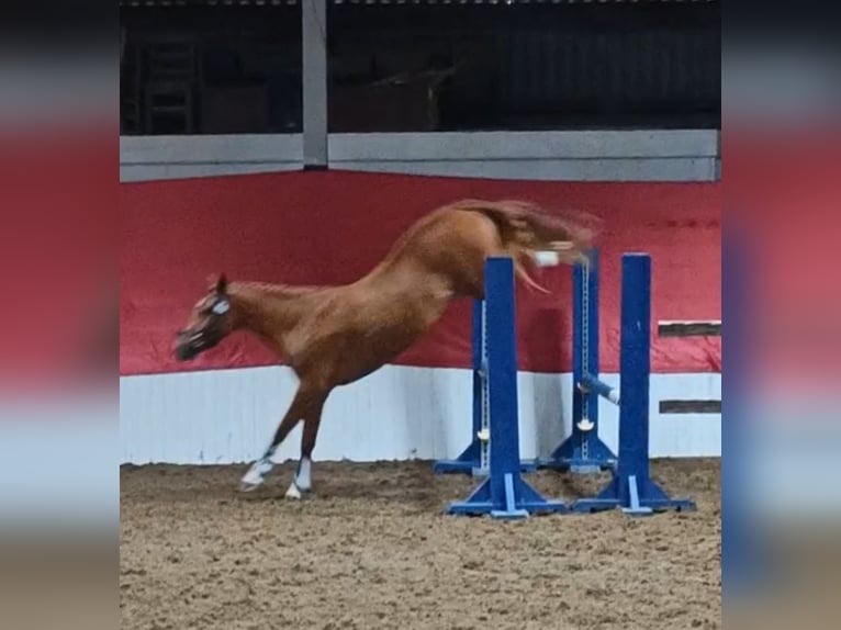 KWPN Mestizo Yegua 3 años 142 cm Alazán-tostado in Stirling