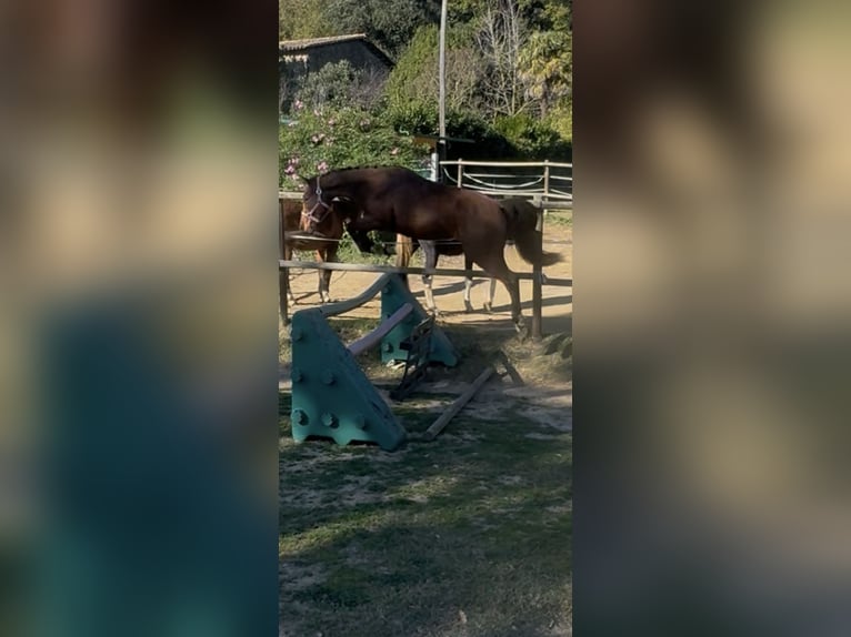 KWPN Yegua 3 años 153 cm Castaño in Serinya