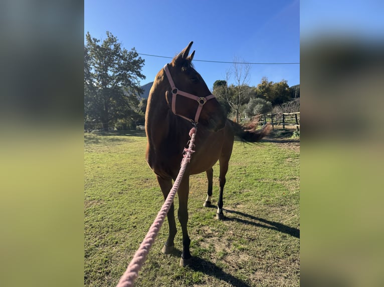 KWPN Yegua 3 años 153 cm Castaño in Serinya