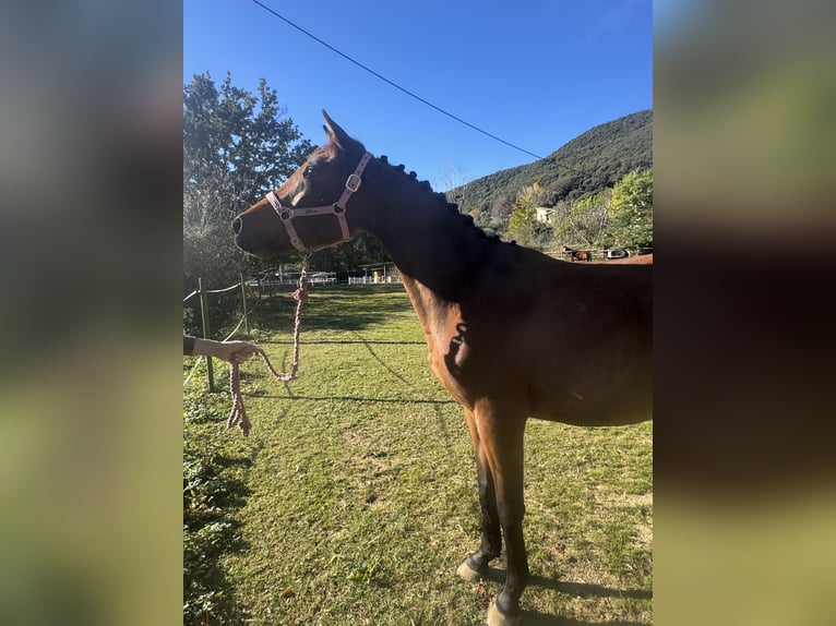 KWPN Yegua 3 años 153 cm Castaño in Serinya